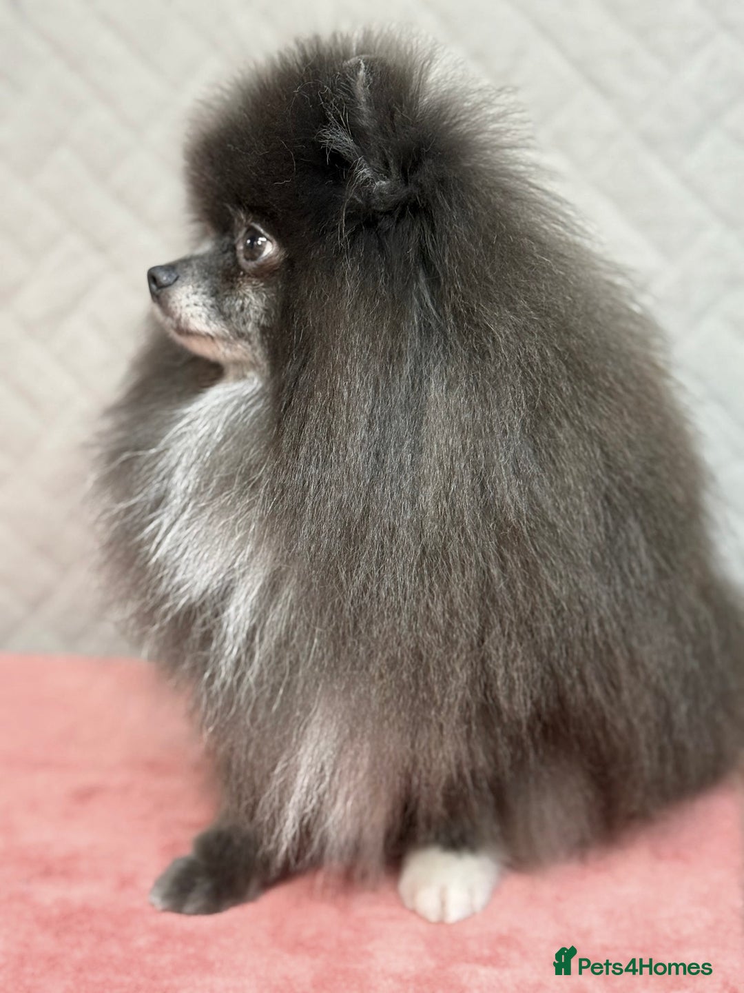 Pomeranian dogs for adoption: Tommy: The Little Dog Who Escaped Hell - Image 5