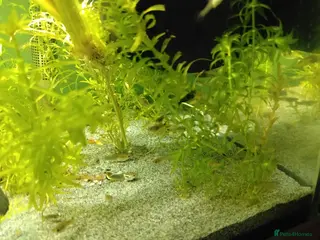 Shrimps fish Shrimp and guppies for sale - Advert 6