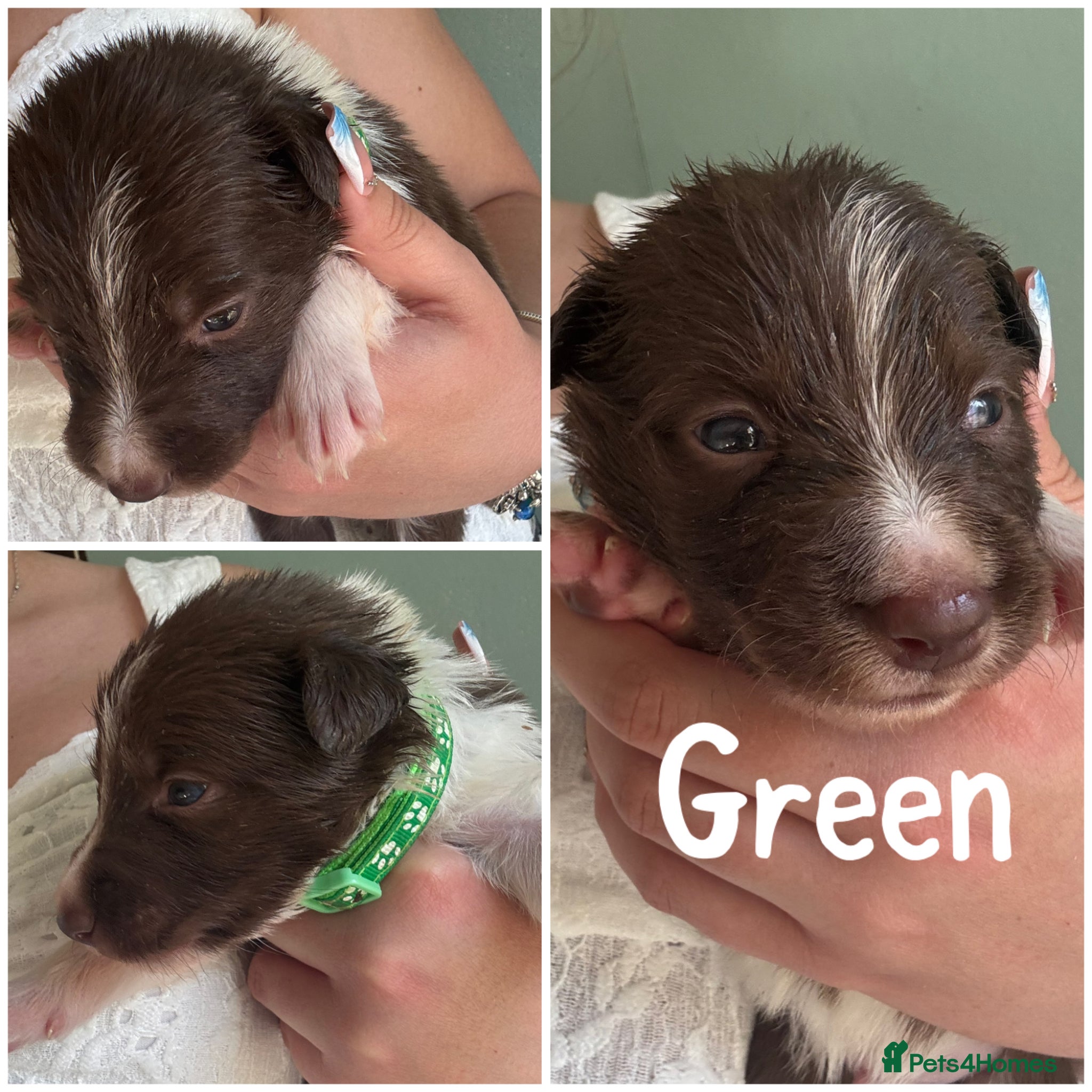 Border Collie dogs KC Registered 7 Red & White Border Collie Pups  - Advert 2
