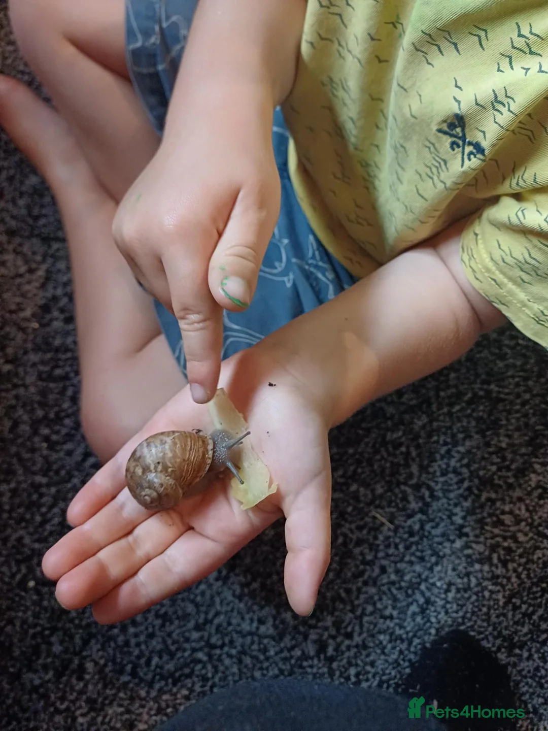 Snails invertebrates for sale: Adult land snails - Advert 2