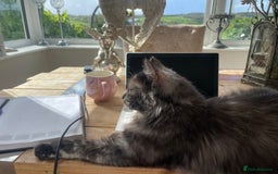 Maine Coon cats for sale: 🐾 Proven TICA  Maine Coon Queen – Black Smoke 🐾 - Image 4