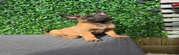 Belgian Shepherd Dog dogs for sale: Lovely well natured girl  - Advert 7