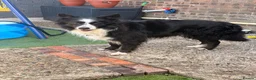 Welsh Collie dogs for sale: For adoption  - Advert 3
