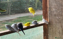 Budgerigars birds for sale: Birds - Image 1