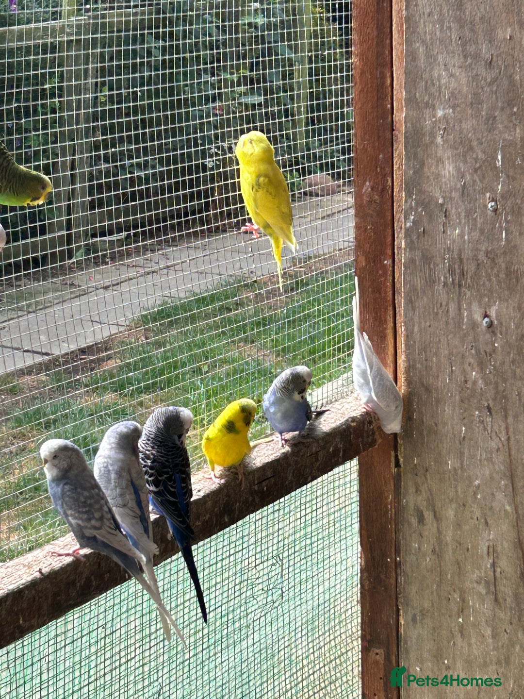 Budgerigars birds for sale: Birds - Image 1