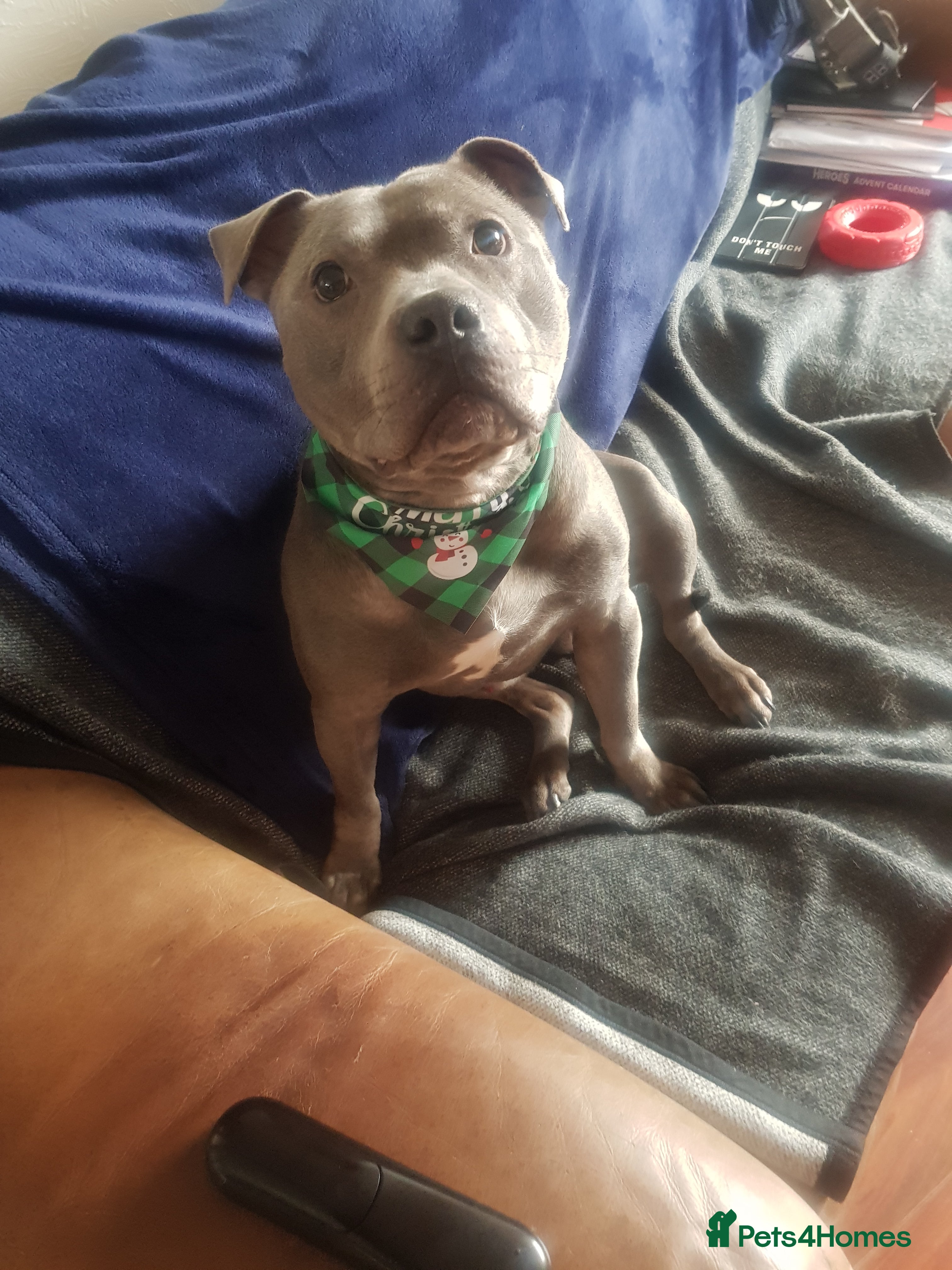 Staffordshire Bull Terrier dogs Meho stud dog - Advert 6