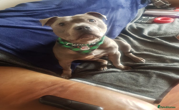 Staffordshire Bull Terrier dogs Meho stud dog - Advert 1