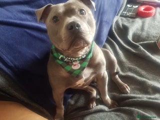 Staffordshire Bull Terrier dogs Meho stud dog - Advert 1