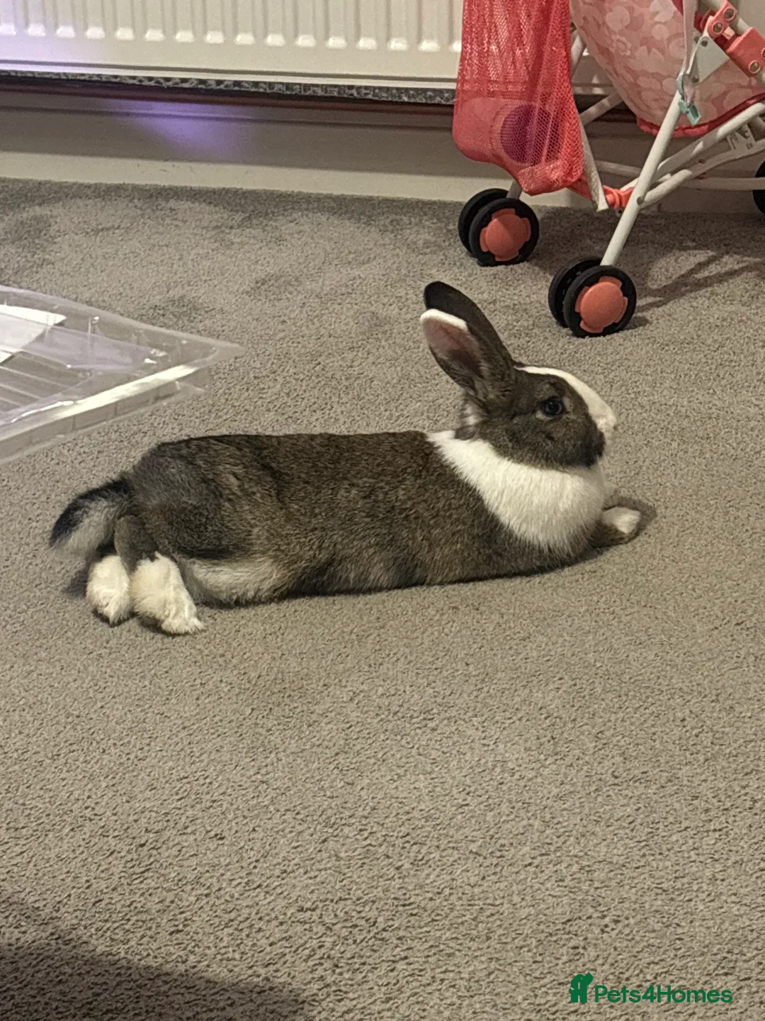 Mixed Breed rabbits for sale: My beautiful girl - Advert 2