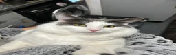 Mixed Breed cats for sale: Buy a cloud, fluffy white cat needs a new home - Advert 3