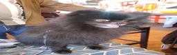 Pomchi dogs for sale: Bruce  - Advert 6