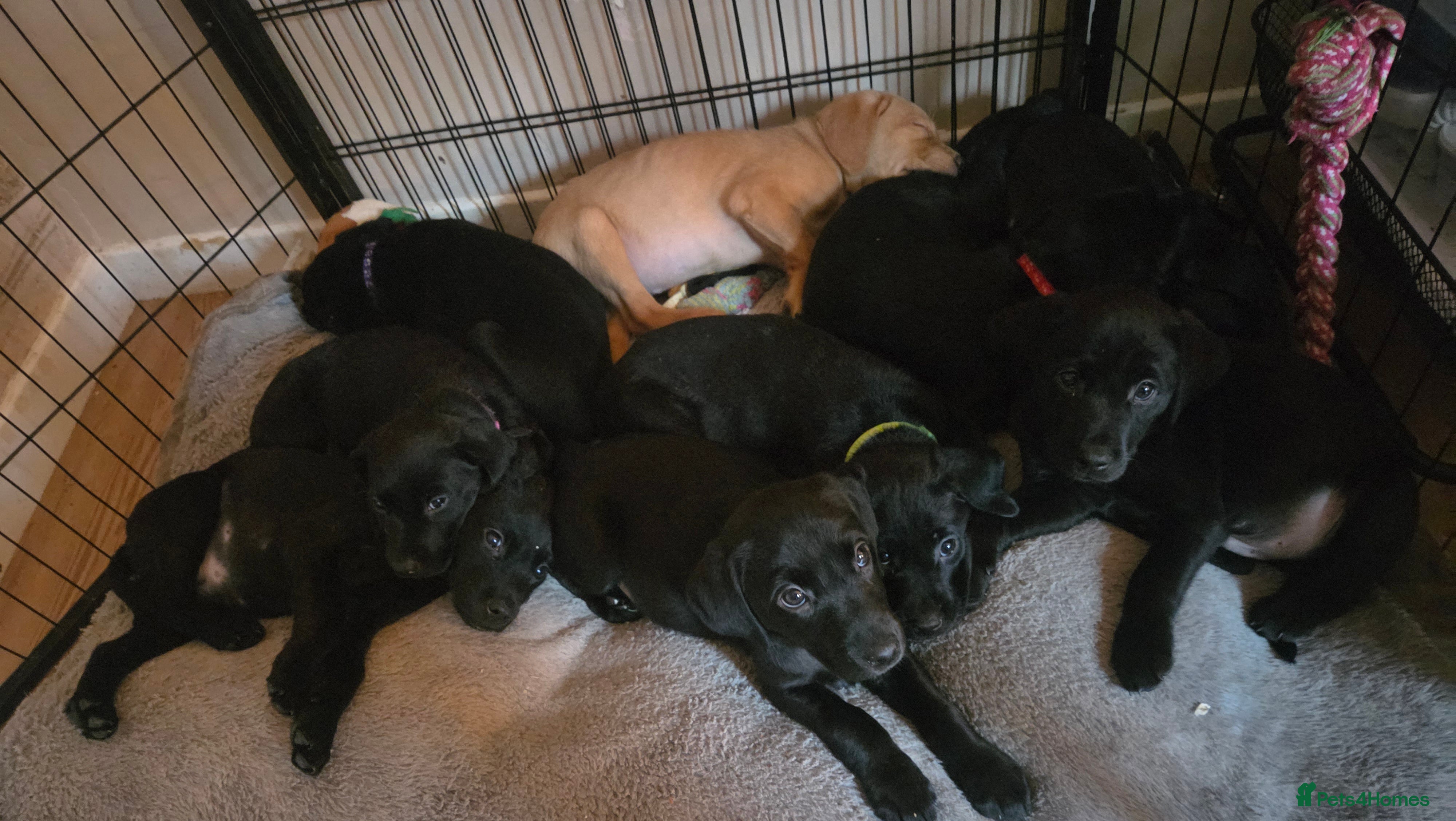 Labrador Retriever dogs Ready To Leave Tomorrow - KC REG LABRADORS - Advert 17