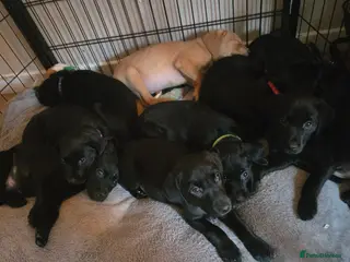 Labrador Retriever dogs Ready To Leave Tomorrow - KC REG LABRADORS - Advert 17