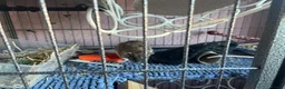 Rat rodents for sale: 4 male rats with complete set up  - Advert 11