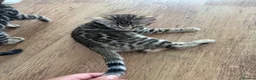 Bengal cats for sale: Bengal kittens for sale - Advert 17