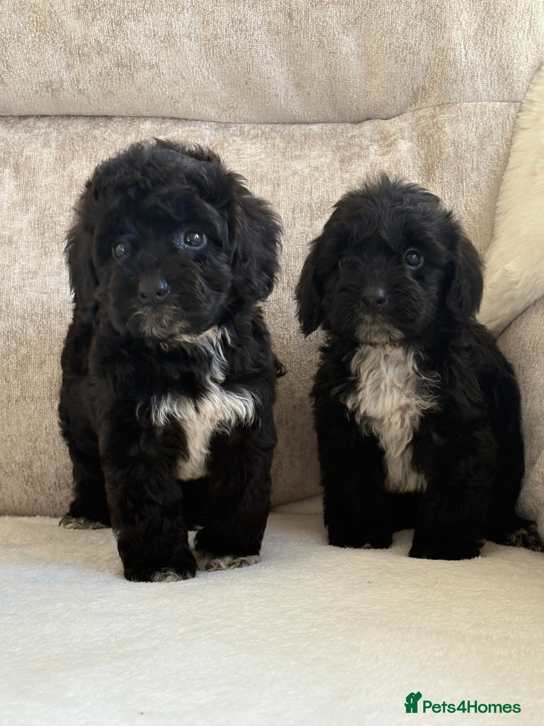 Cockapoo dogs for sale: F1 cockapoo puppies PRA TESTED - Image 9