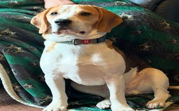 Beagle dogs for sale: 10 month old beagle for sale  - Image 2