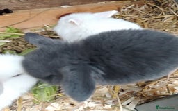 Mini Lop rabbits for sale: Mini lop  - Image 3