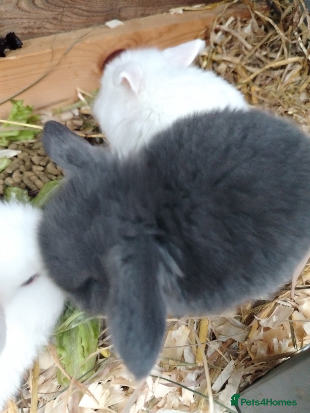 Mini Lop rabbits for sale: Mini lop  - Image 3
