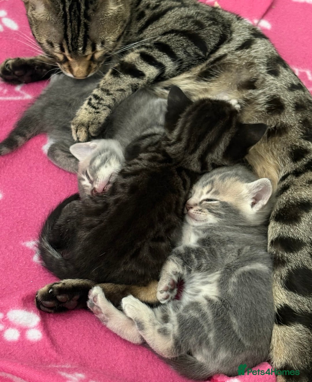 Bengal cats for sale: bengal cross kitten  - Image 5