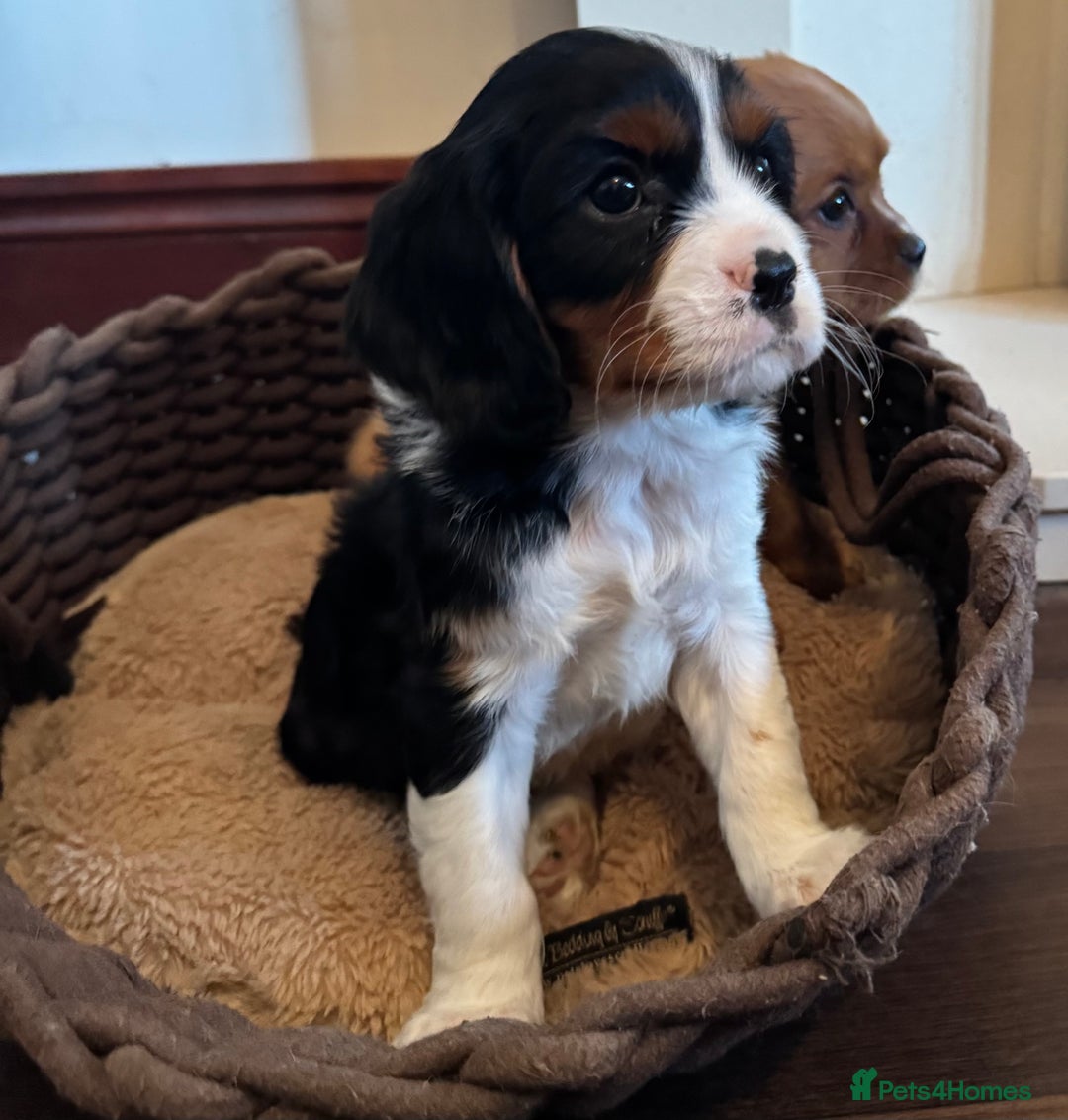 Cavalier King Charles Spaniel dogs for sale: Gorgeous Cavalier King Charles Spaniel Boys - Advert 25