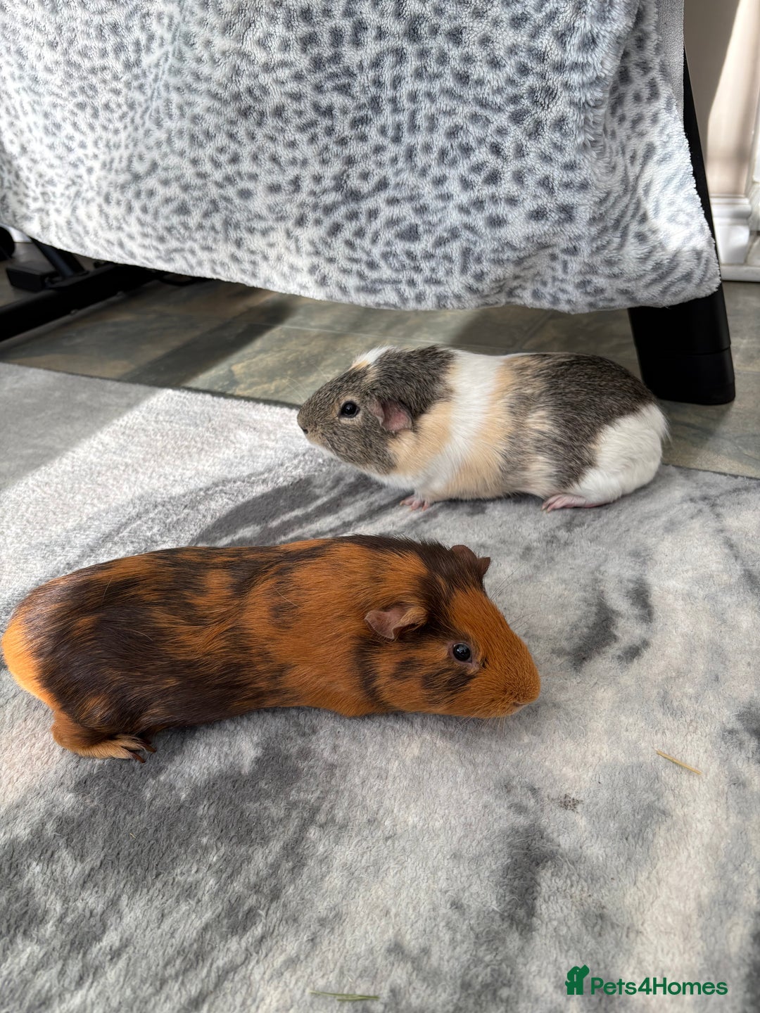 Guinea Pig rodents for sale: Meet Ted & Tigger Looking For A Happy Home - Advert 1