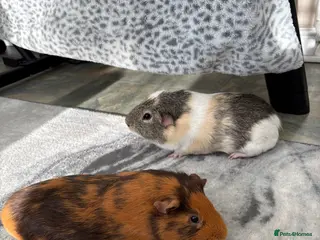 Guinea Pig rodents Meet Ted & Tigger Looking For A Happy Home - Advert 24