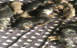 Miniature Dachshund dogs for sale: Miniature dachshund puppies  - Image 8