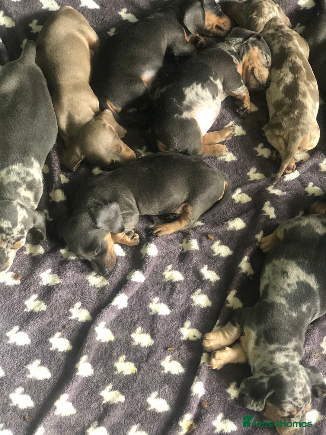 Miniature Dachshund dogs for sale: Miniature dachshund puppies  - Image 8