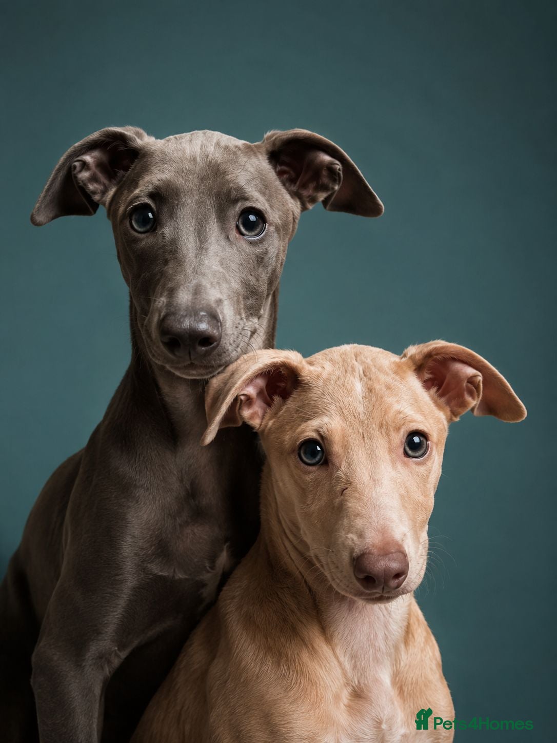 Italian Greyhound dogs Italian greyhound / whippet  - Advert 12