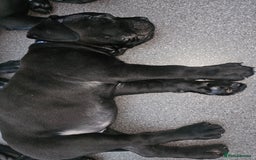 Cane Corso dogs for sale: Panther cane corso can leave today boy / girl  - Image 6