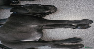 Cane Corso dogs - Advert 8