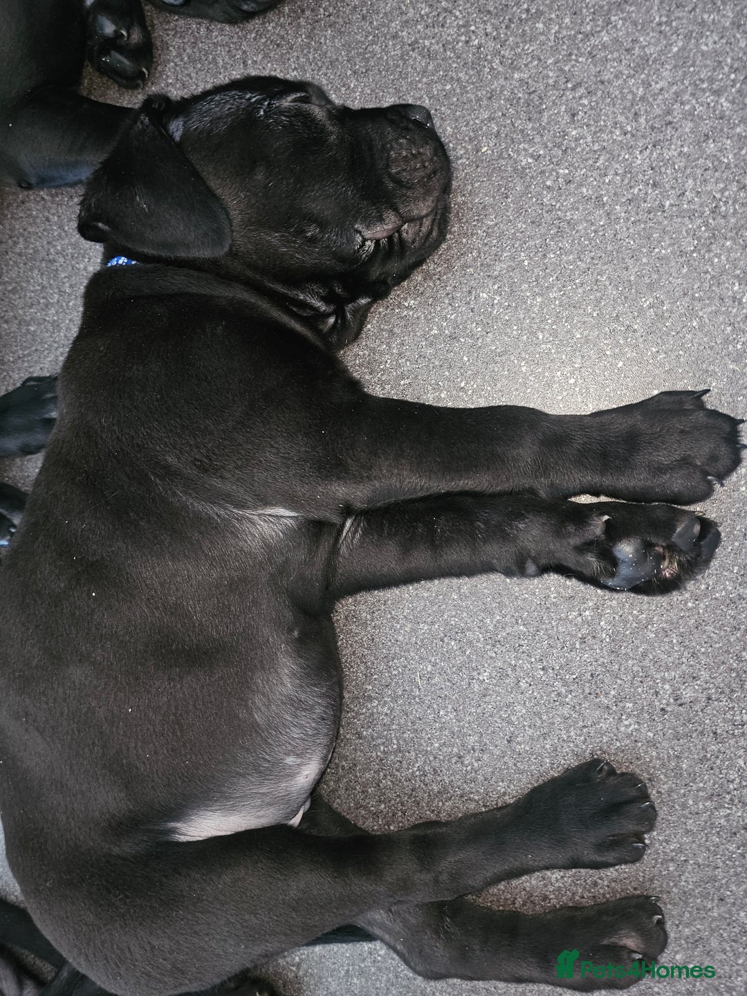 Cane Corso dogs for sale: Panther cane corso can leave today boy / girl  - Image 6