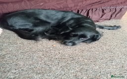 Cocker Spaniel dogs for sale: Black and white stripe crocker spaniel - Image 2