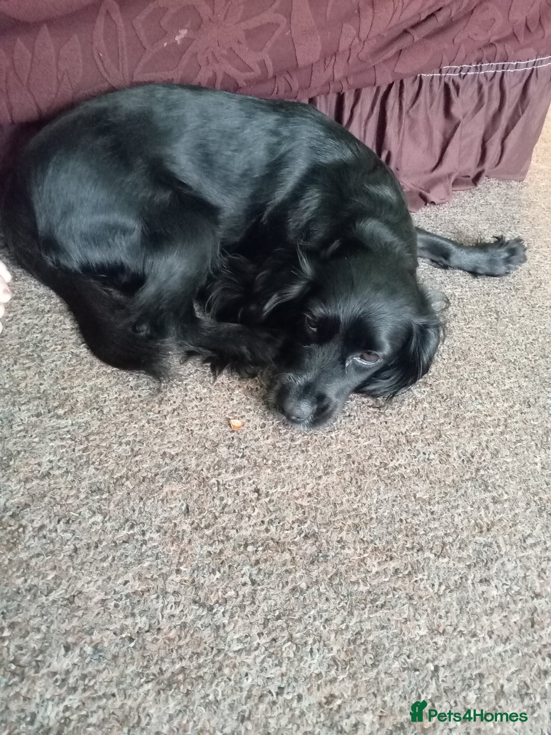 Cocker Spaniel dogs for sale: Black and white stripe crocker spaniel - Image 2