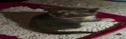 Domestic Shorthair cats for sale: Beautiful kittens raised in a family home - Advert 16
