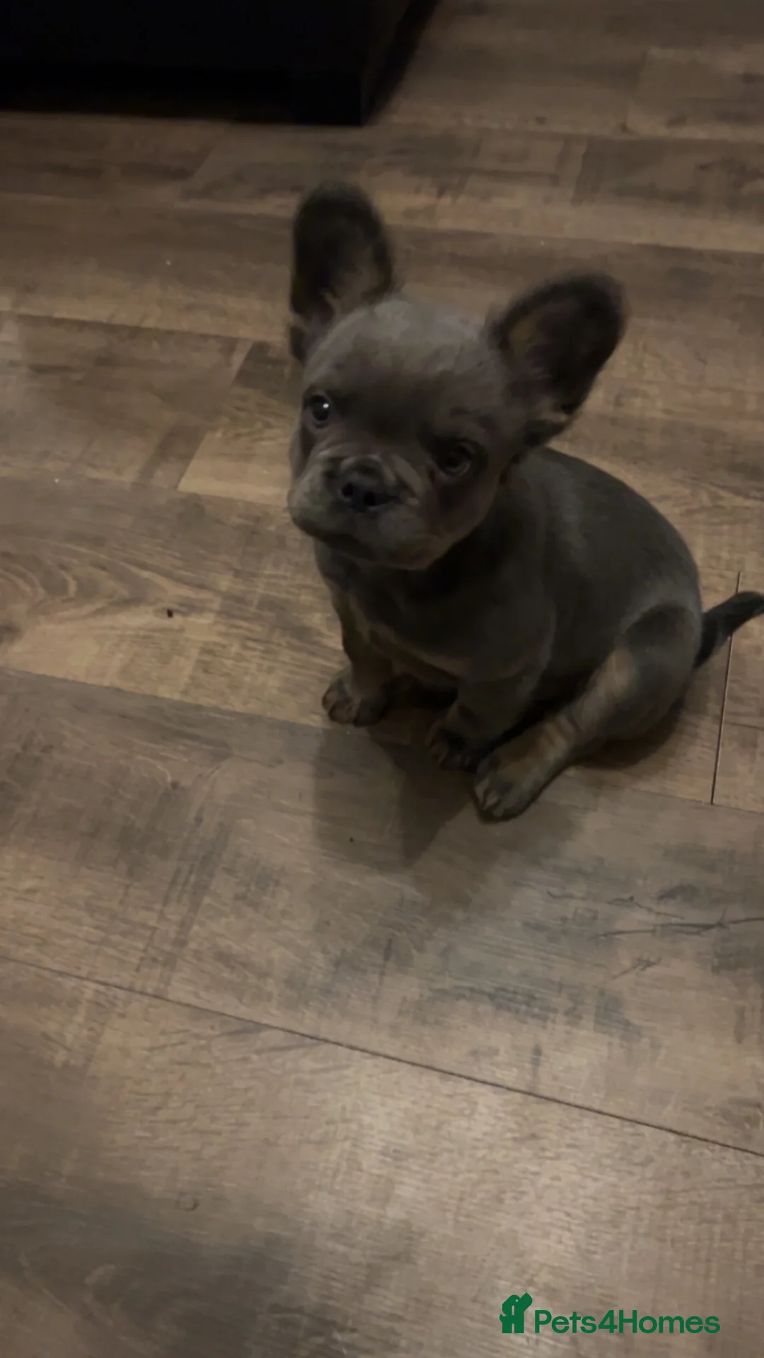 French Bulldog dogs for sale: Male fluffy frenchie - Advert 8