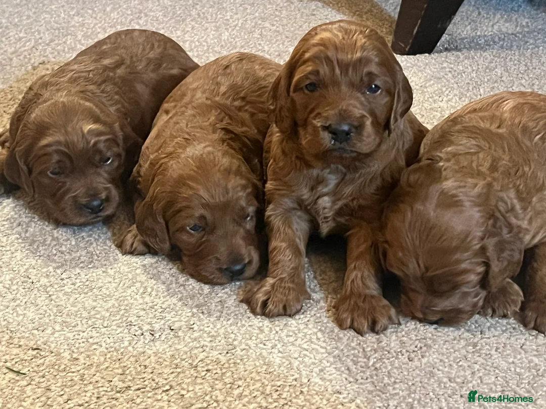 Irish Doodle dogs for sale: Beautiful Irish doodle puppies  - Advert 17