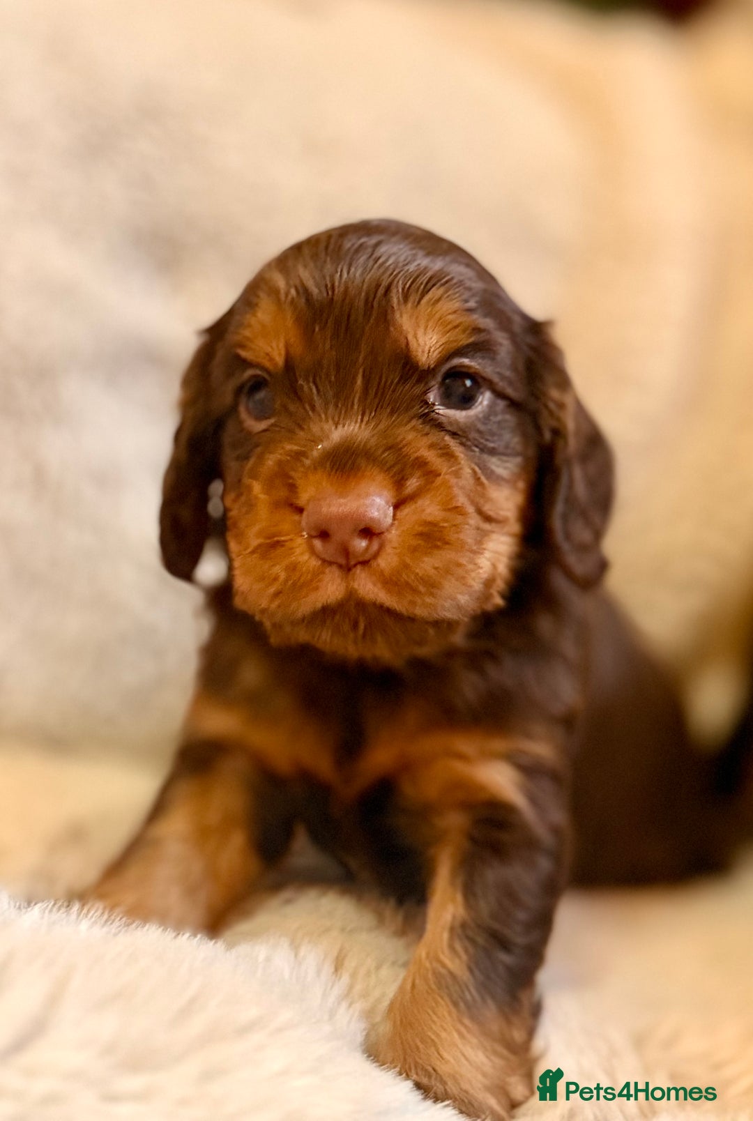 Cocker Spaniel dogs for sale: 8 health checked true quality working cocker pups - Advert 9