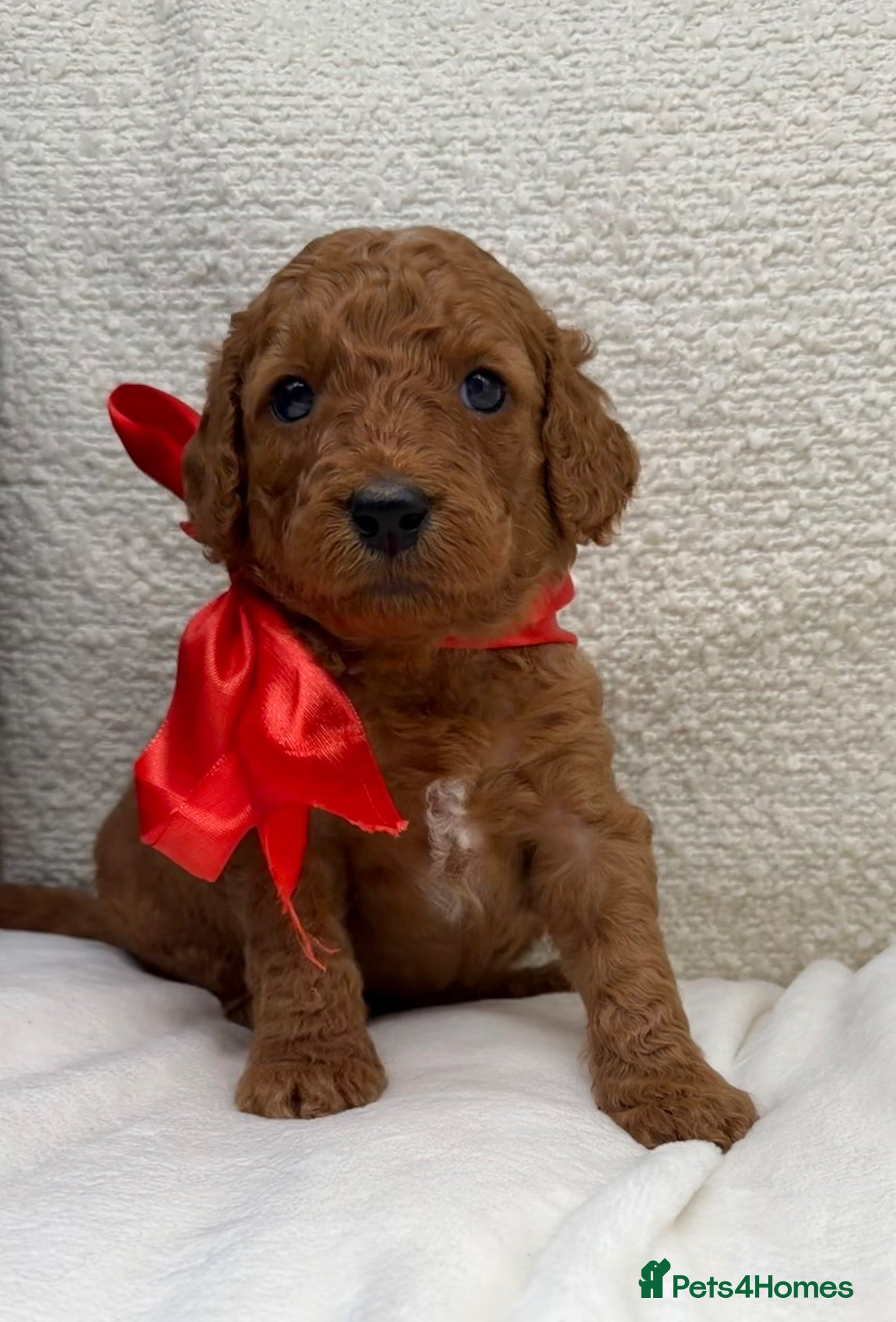 Mixed Breed dogs 🐾double doodles have arrived 🐾 - Advert 20