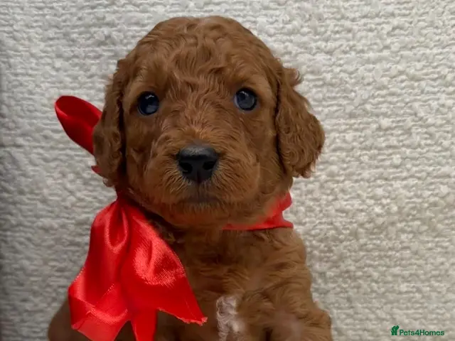 Mixed Breed dogs 🐾double doodles have arrived 🐾 - Advert 20