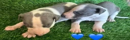 Whippet dogs for sale: ✨ EXCEPTIONAL PEDIGREE WHIPPETS  - Advert 12