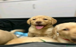 Labrador Retriever dogs for sale: Pure breed Labrador Retrievers puppies  - Image 21