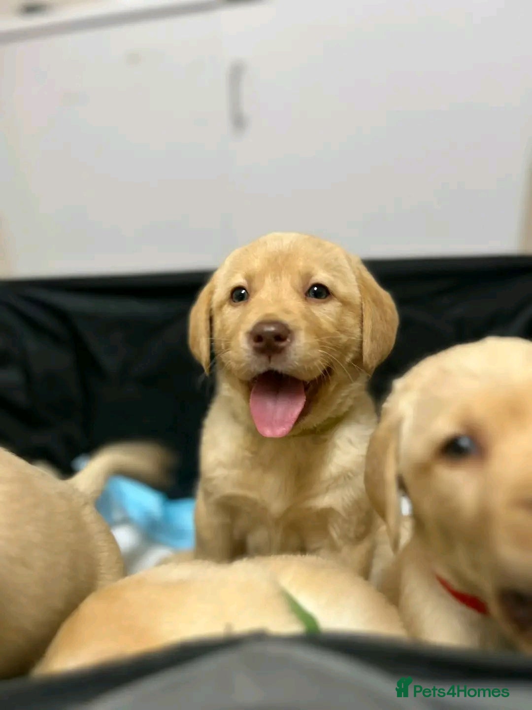 Labrador Retriever dogs for sale: Pure breed Labrador Retrievers puppies  - Image 21