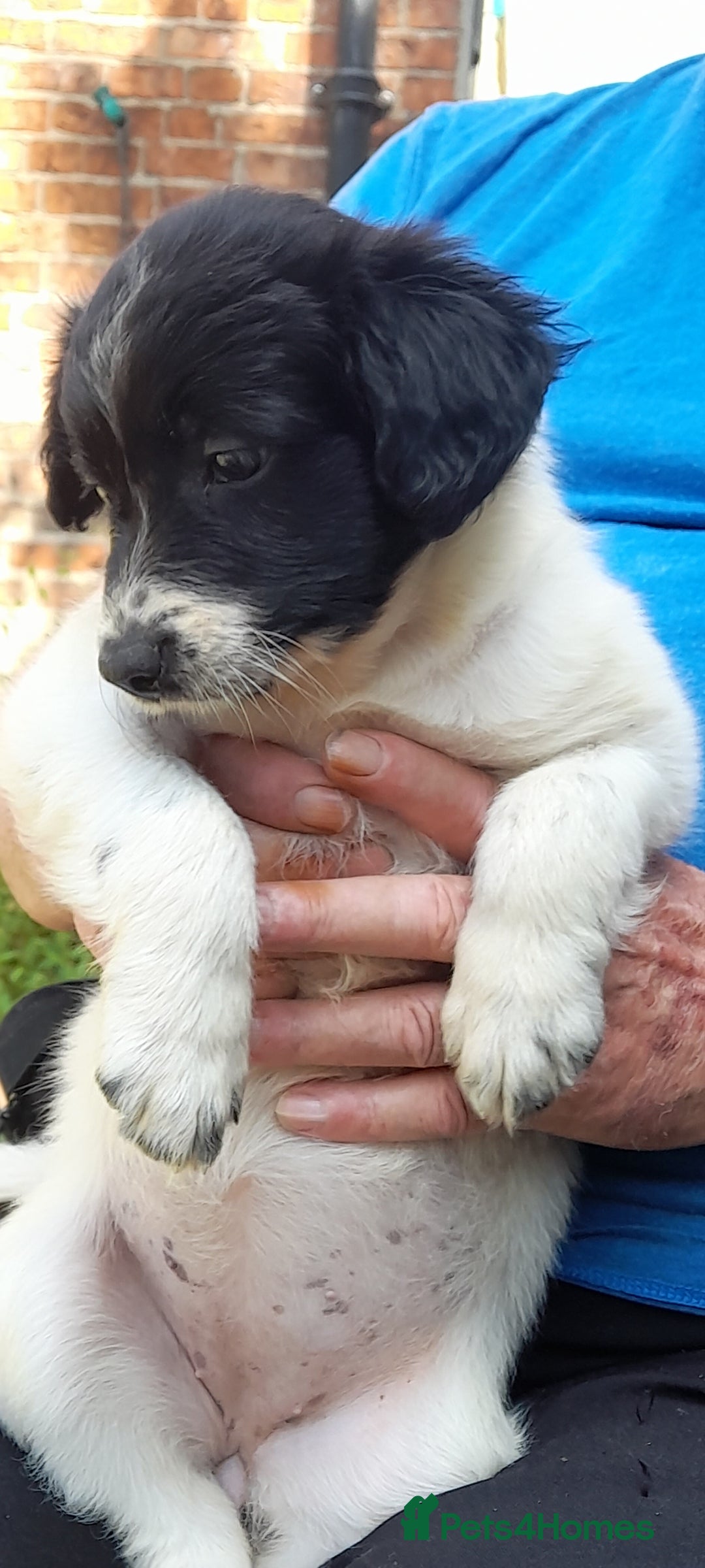 Sprollie dogs for sale: Border Collie x Springer Spaniel pups - Image 13