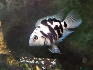 Cichlids fish Polar parrots - Advert 1