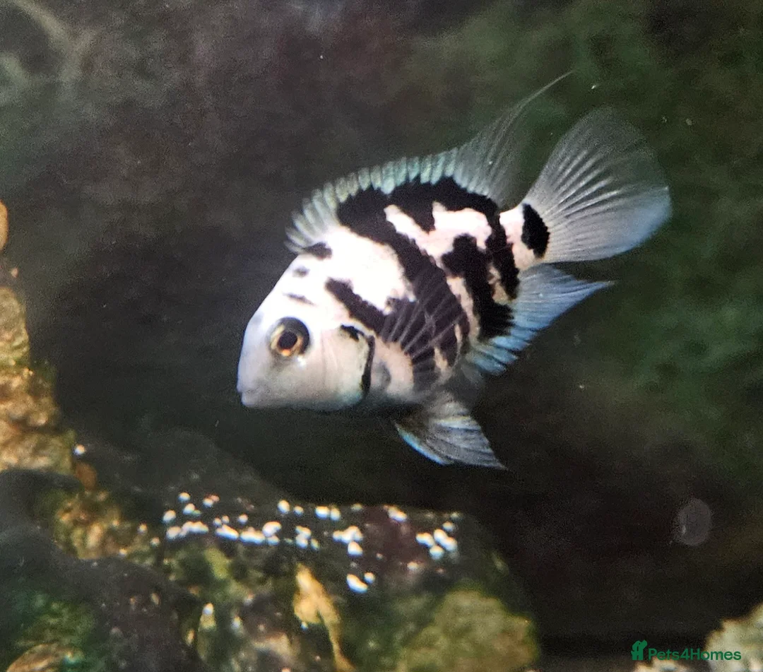 Cichlids fish for sale: Polar parrots  - Advert 1