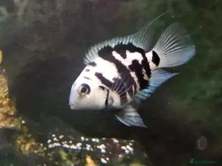 Cichlids fish Polar parrots - Advert 1