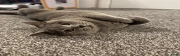 British Shorthair cats for sale: British Shorthair - Advert 5