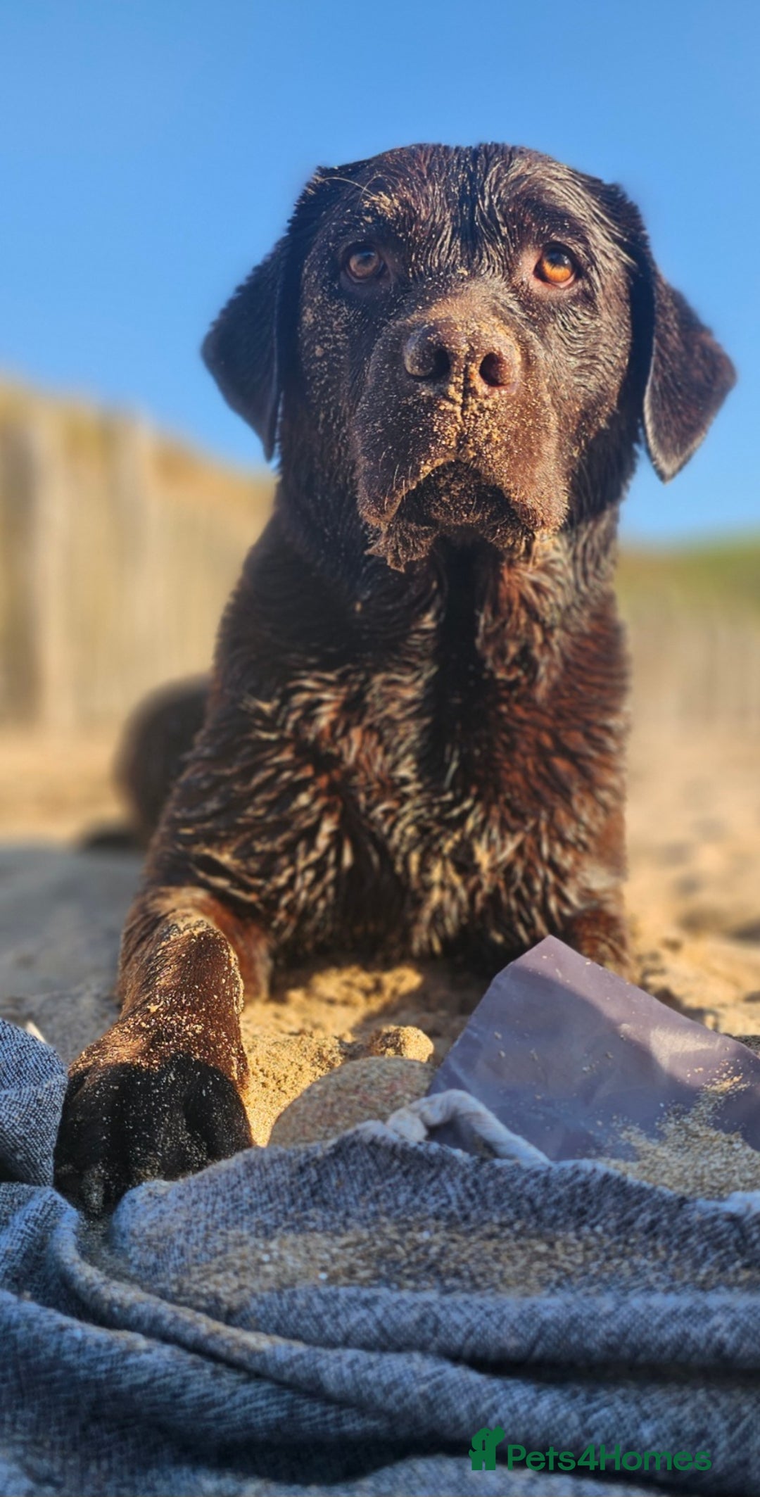 Labrador Retriever dogs for sale: Beautiful KC Show Line Labrador Puppys  - Advert 9